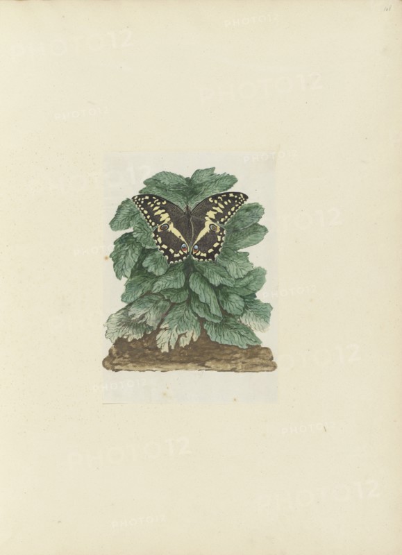Papilio demodocus (Citrus or Christmas butterfly) on an unidentified plant, 1777-1786. Creator: Robert Jacob Gordon.