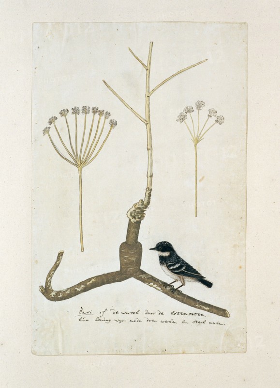 Apiacea or Umbeliffera, 1777-1786. Creator: Robert Jacob Gordon.