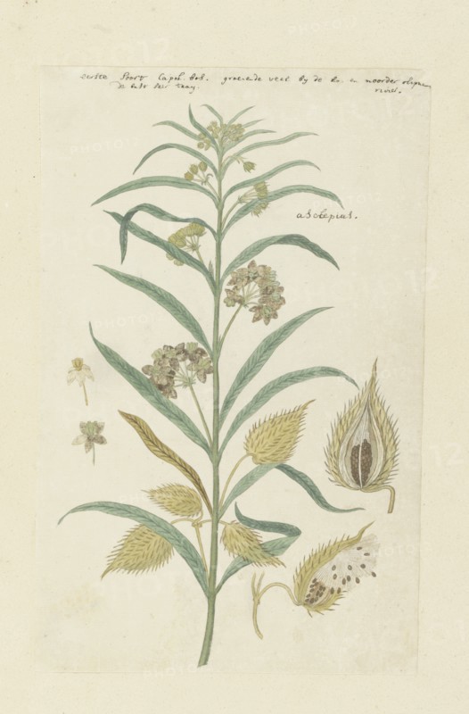 Gomphocarpus fruticosus, formerly Asclepias fruticosa (Tennis-ball milkweed), 1778-1780. Creator: Robert Jacob Gordon.