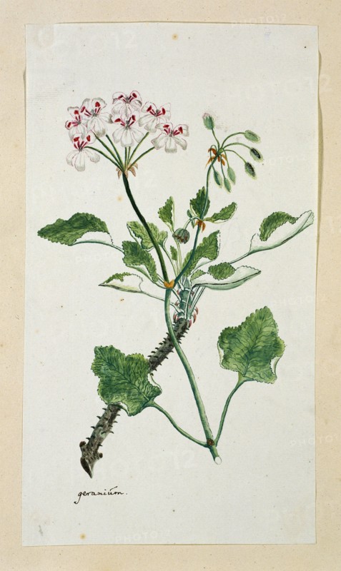 Pelargonium echinatum W. Curtis (Prickly-stemmed pelargonium), 1777-1786. Creator: Robert Jacob Gordon.