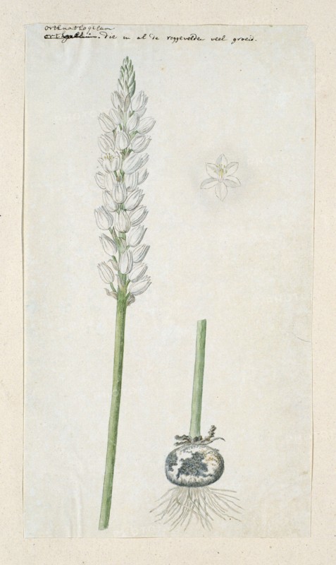 Ornithogalum conicum Jacq., 1778-1786. Creator: Robert Jacob Gordon.