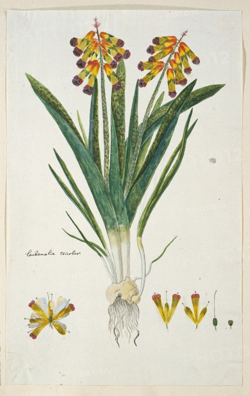 Lachenalia aloides (L.f.) Engl. var. quadricolor (Opal flower), 1777-1786. Creator: Robert Jacob Gordon.