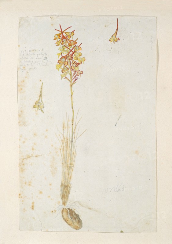 Disa porrecta Swartz, 1777-1786. Creator: Robert Jacob Gordon.