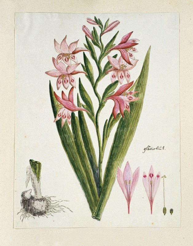 Gladiolus carneus D. Delarochev (Painted lady), 1777-1786. Creator: Robert Jacob Gordon.