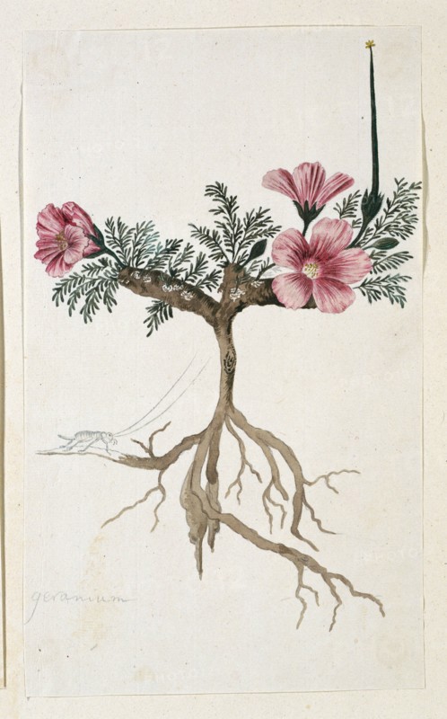Monsonia multifidum E.Mey. ex Kunth (with an insect), 1777-1786. Creator: Robert Jacob Gordon.