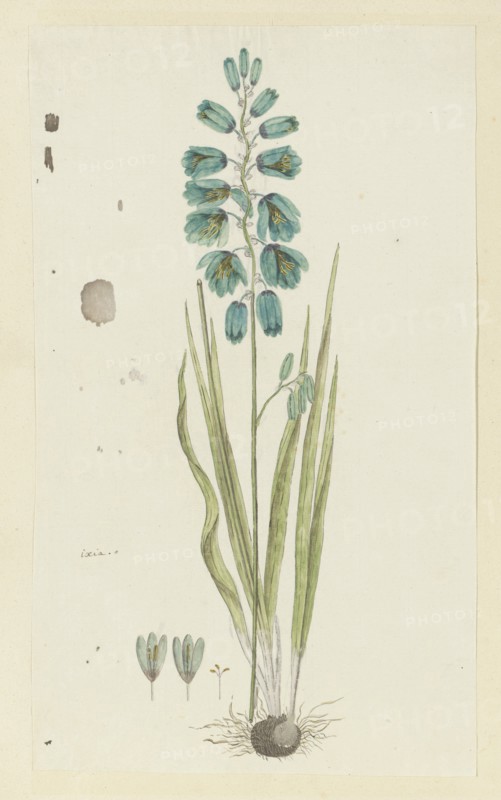 Ixia viridiflora Lam. (Turquoise ixia), 1777-1786. Creator: Robert Jacob Gordon.