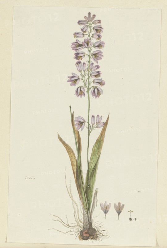 Ixia polystachya L. (Cornlily), 1777-1786. Creator: Robert Jacob Gordon.