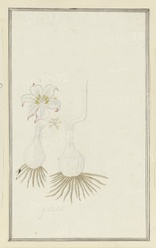 Gethyllis sp. (Kukumakranka), 1777-1786. Creator: Robert Jacob Gordon.