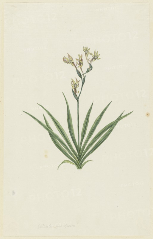 Freesia viridis (Aiton) Goldblatt & J.C. Manning, 1777-1786. Creator: Robert Jacob Gordon.
