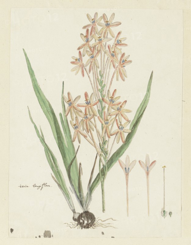 Ixia paniculata D.Delaroche, 1777-1786. Creator: Robert Jacob Gordon.