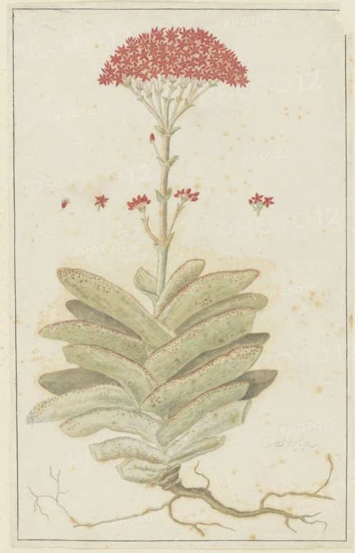 Crassula perfoliata L. (Sekelblaarplakkie), 1777-1786. Creator: Robert Jacob Gordon.