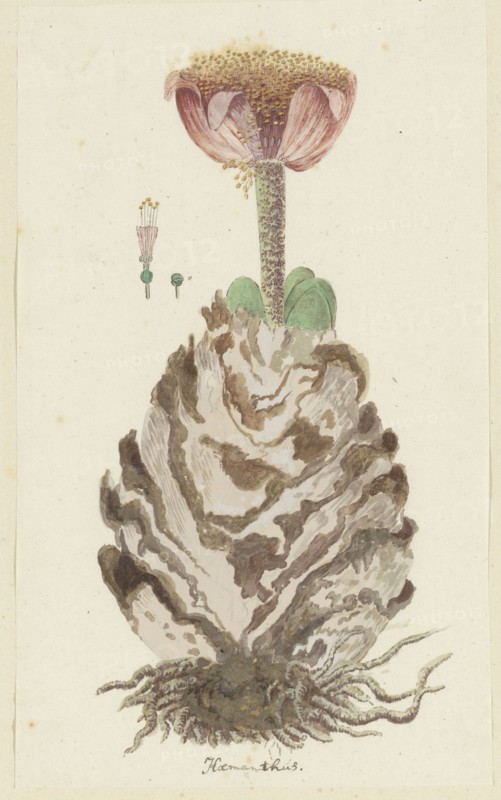 Haemanthus coccineus L. (Blood flower), 1777-1786. Creator: Robert Jacob Gordon.