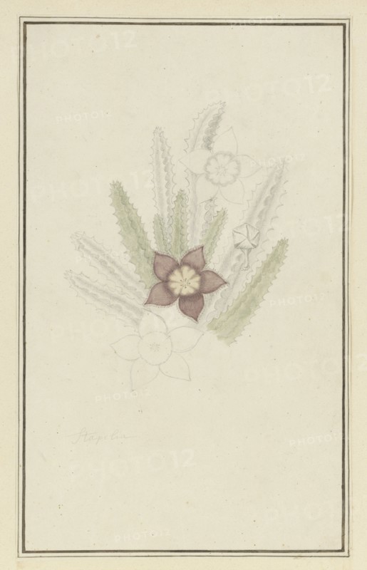 Stapelia hirsute L. (Starfish flower), 1777-1786. Creator: Robert Jacob Gordon.