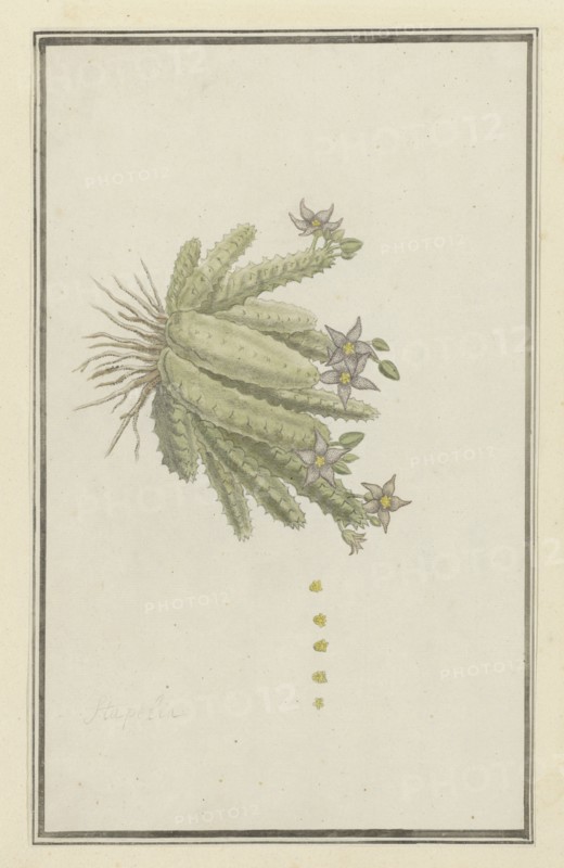 Piaranthus geminatus (Masson) N.E. Br.(Milkweed), 1777-1786. Creator: Robert Jacob Gordon.