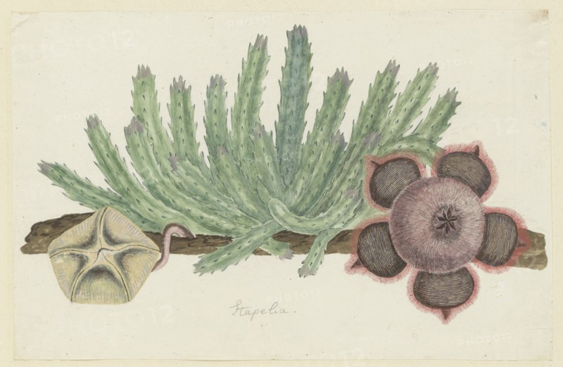 Stapelia hirsuta (L.) (Starfish flower), 1777-1786. Creator: Robert Jacob Gordon.