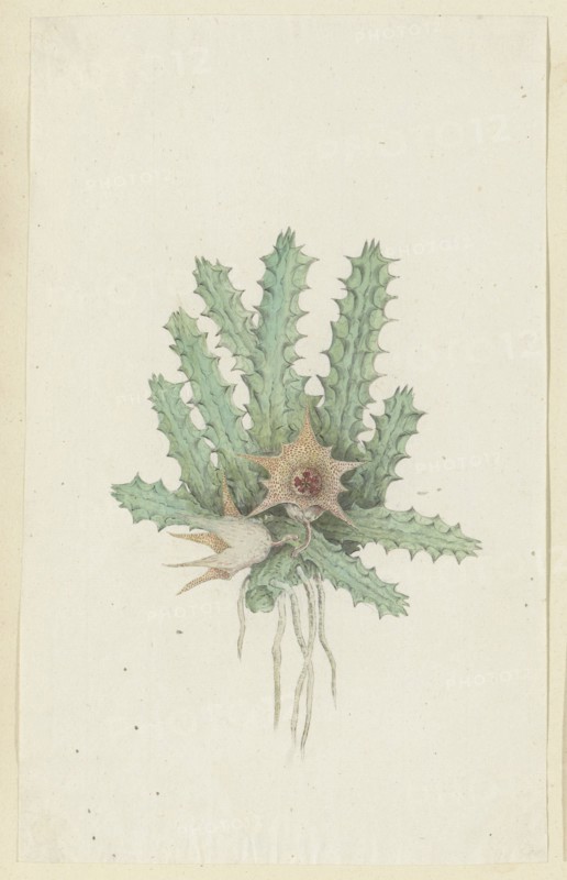 Huernia barbata (Masson) Haw., 1777-1786. Creator: Robert Jacob Gordon.