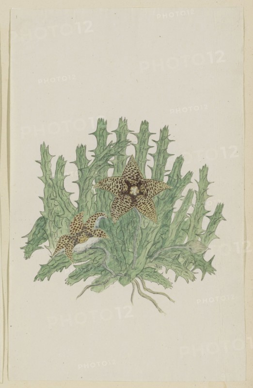 Orbea verucosa (Masson) L.C. Leach. (Hirsute Stapelia), 1777-1786. Creator: Robert Jacob Gordon.