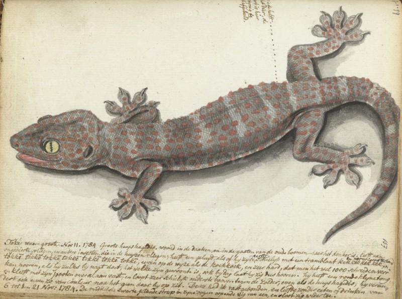 Tokay (Gekko gecko), 1784. Creator: Jan Brandes.