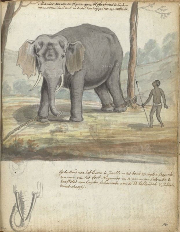 Wild elephant bound between trees, 1785. Creator: Jan Brandes.