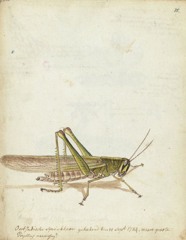 Grasshopper, 1784. Creator: Jan Brandes.