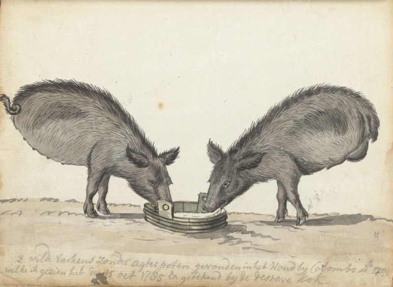 Pigs without hind legs at a trough, 1785. Creator: Jan Brandes.