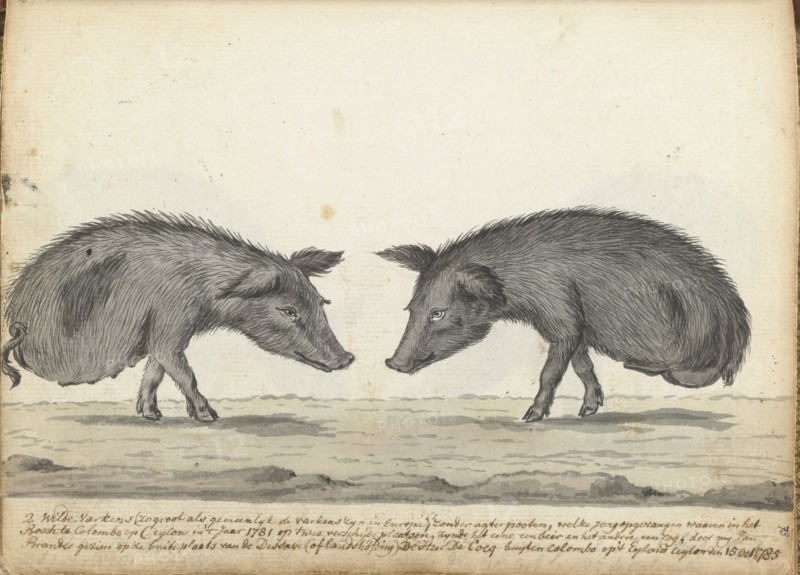 Pigs without hind legs, 1785. Creator: Jan Brandes.