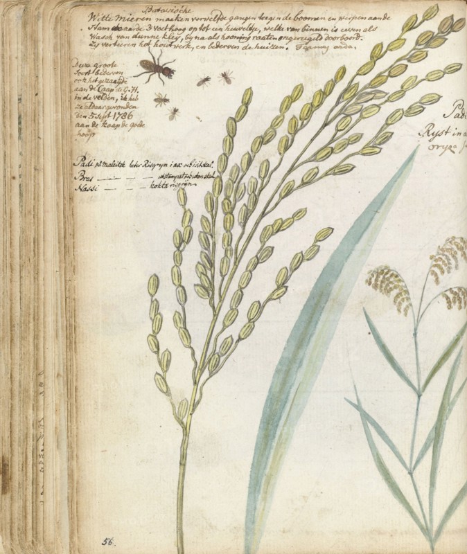 Ants and rice, 1786. Creator: Jan Brandes.