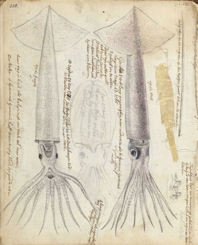 Cuttlefish and Gorita, 1785. Creator: Jan Brandes.