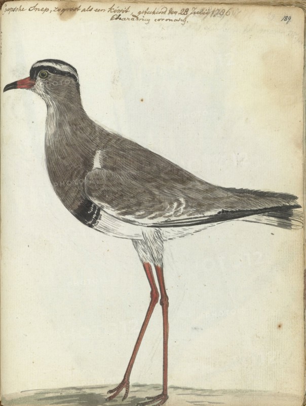 Cape Snipe, 1786. Creator: Jan Brandes.
