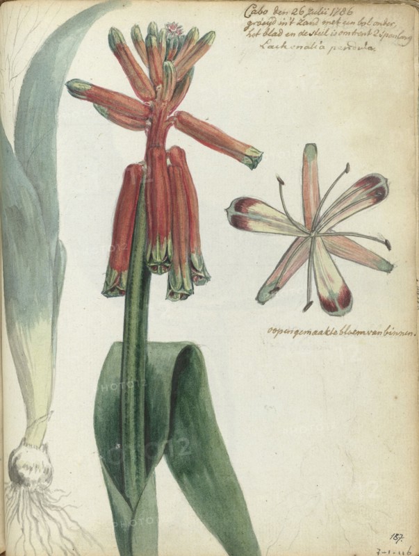 Cape flower, (Lachenalia pendula), 1786. Creator: Jan Brandes.