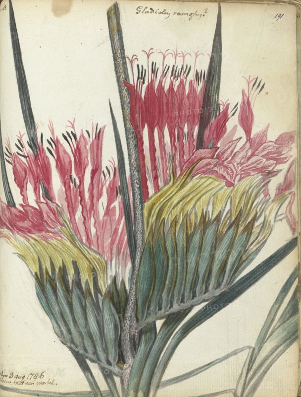Cape flower, 1786. Creator: Jan Brandes.