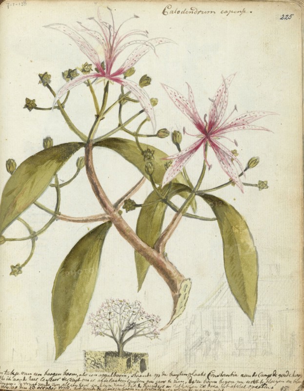 Cape chestnut, (Calodendrum capense), 1778. Creator: Jan Brandes.