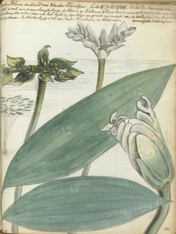 Cape flower, (Aponogeton distachium), 1786. Creator: Jan Brandes.