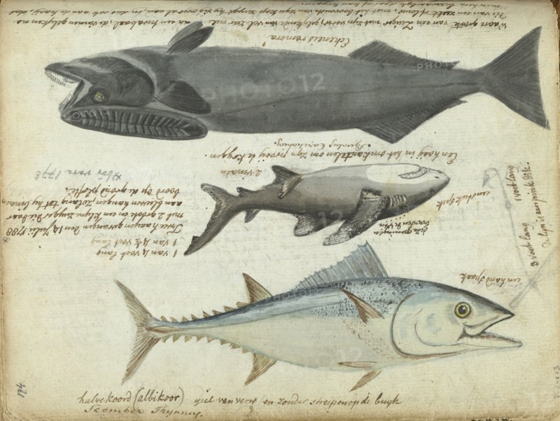 Tuna (Thunnus thynnus), shark (Carcharodon carcharias) and remora (Echeneidae), 1788. Creator: Jan Brandes.
