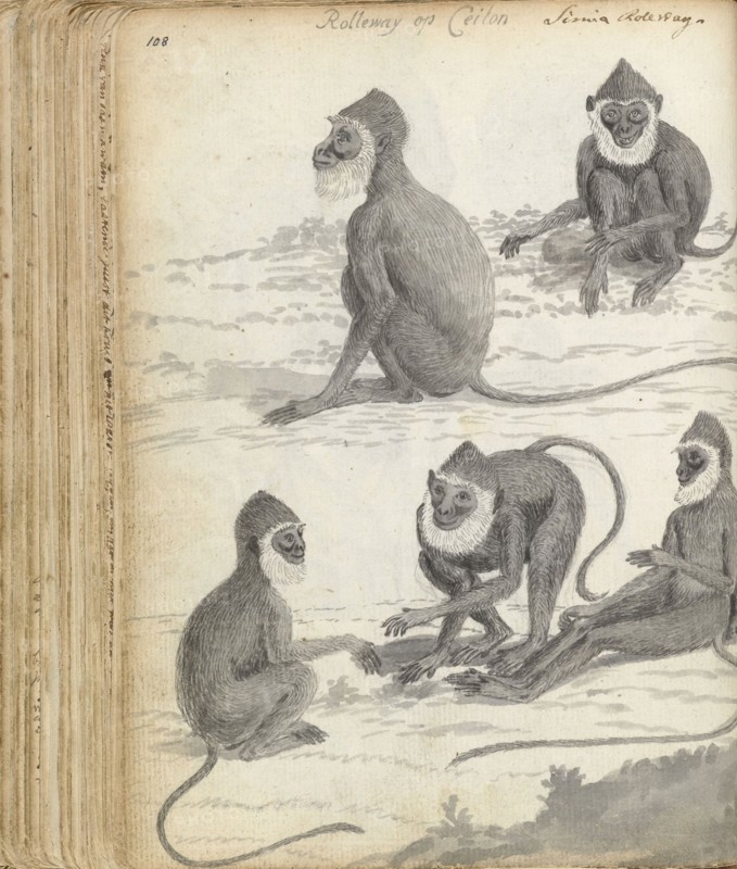 Roloway monkey (Cercopithecus roloway) in Ceylon, 1785-1786. Creator: Jan Brandes.