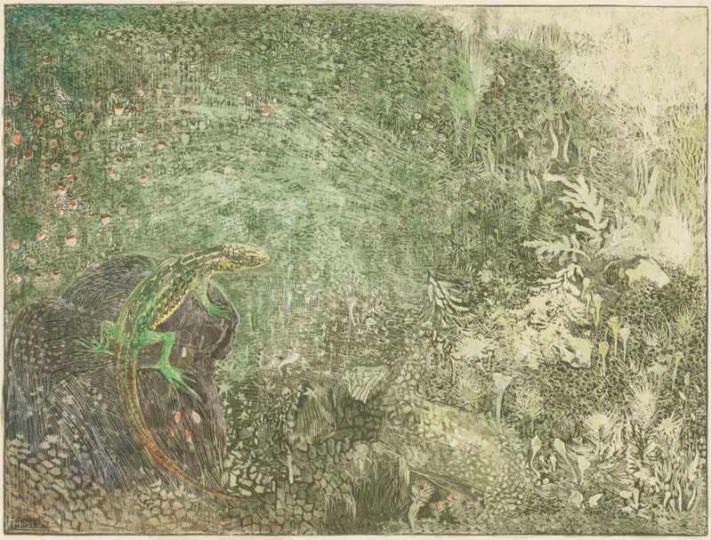 Lizard on a stone, 1878-1917. Creator: Theo van Hoytema.