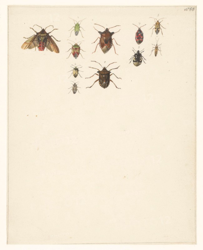 Study sheet with eleven different beetles, 1824-1900. Creator: Albertus Steenbergen.