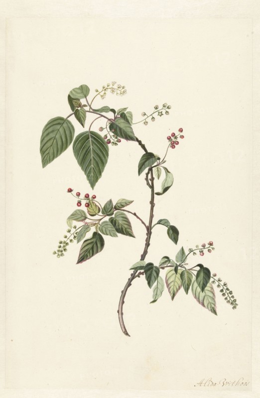 Nandina (Nandina domestica), c.1680-before c.1700. Creator: Alida Withoos.