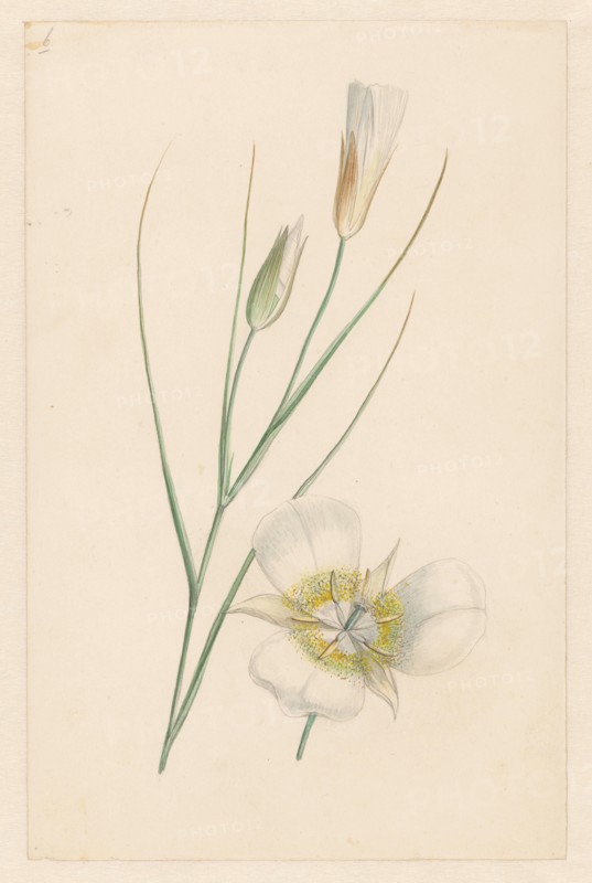 Flower, c.1800-c.1900. Creator: Anon.