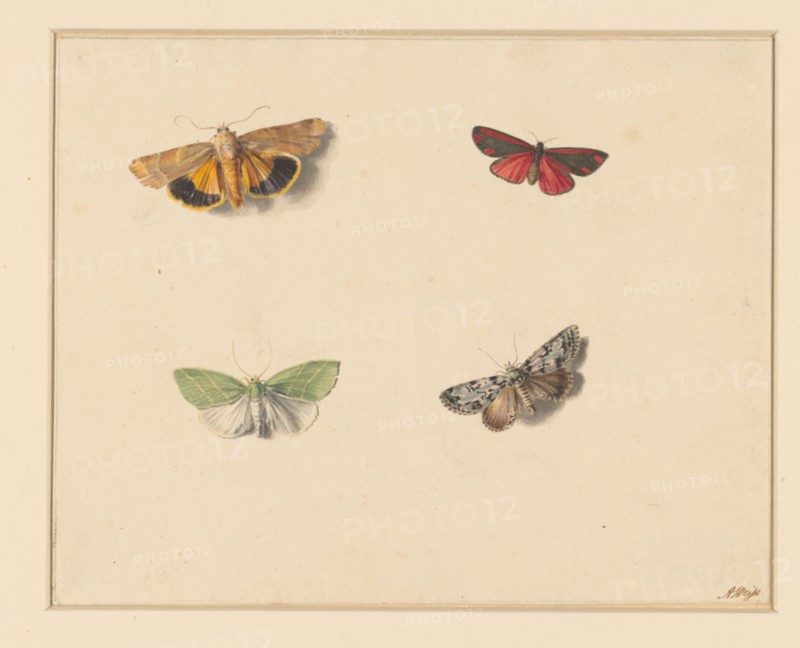 Four butterflies, 1811-1851. Creator: Anton Weiss.