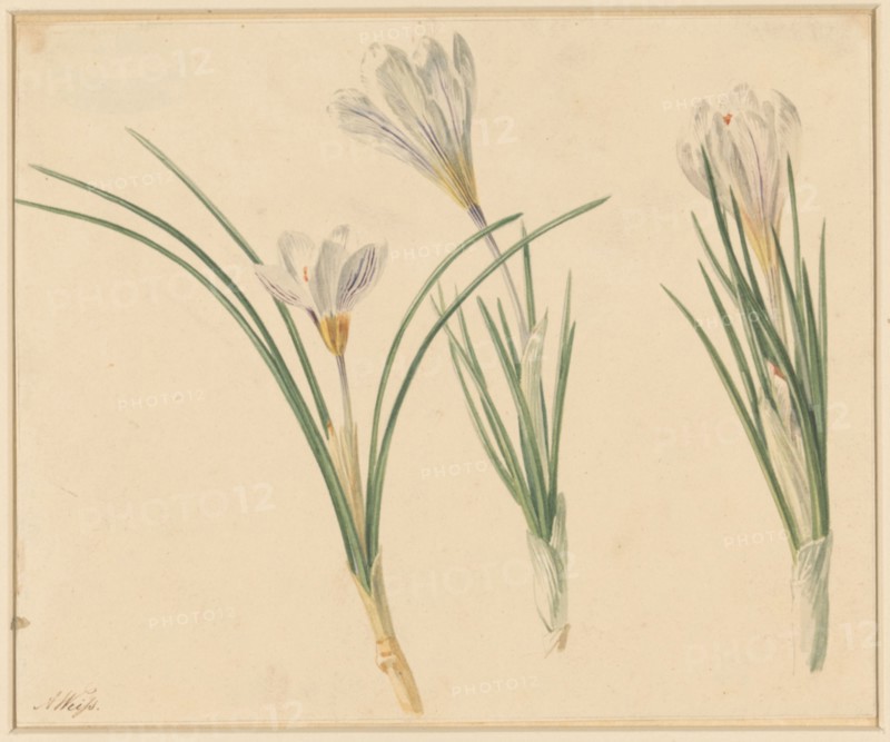 Three studies of crocuses, 1811-1851. Creator: Anton Weiss.