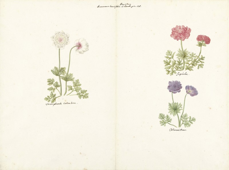 Three studies of anemones, 1760-1769. Creator: C. Baak.