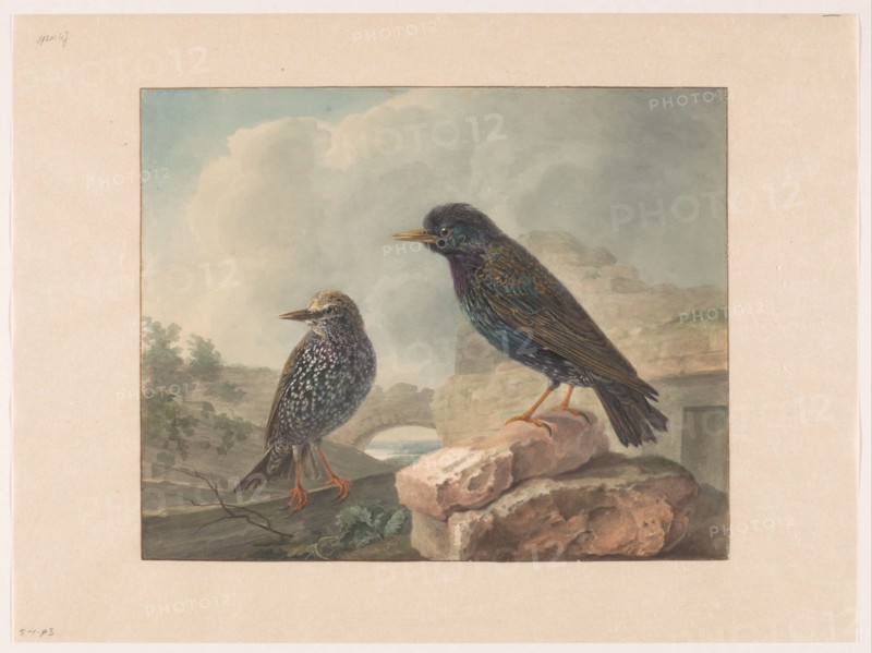 Two starlings, 1765-1873. Creator: Cornelis van Hardenbergh.