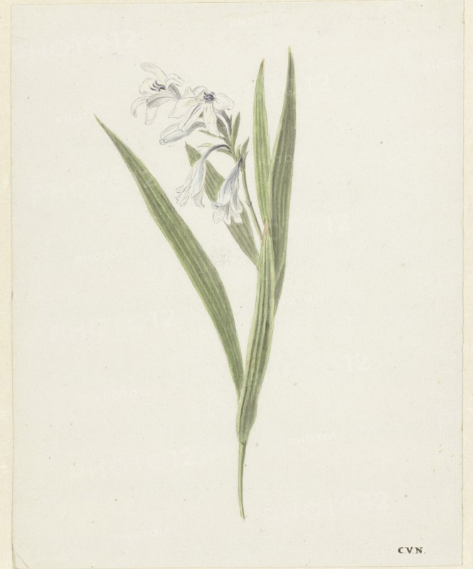 Fresia, 1741-1795. Creator: Cornelis van Noorde.