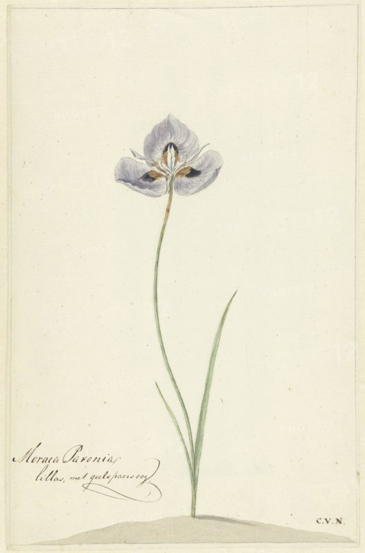 Iris, 1741-1795. Creator: Cornelis van Noorde.