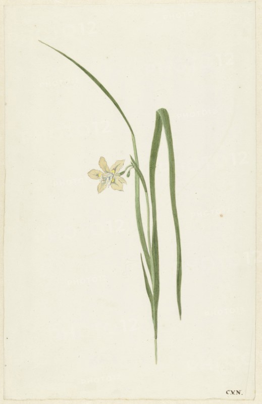 Iris, 1741-1795. Creator: Cornelis van Noorde.