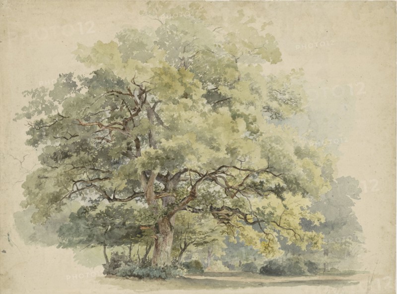 Tree study, 1819-1887. Creator: George Andries Roth.