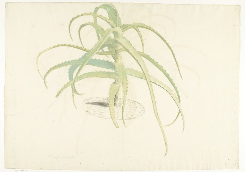 Aloe perfoliata, 1619-1685. Creator: Herman Saftleven the Younger.