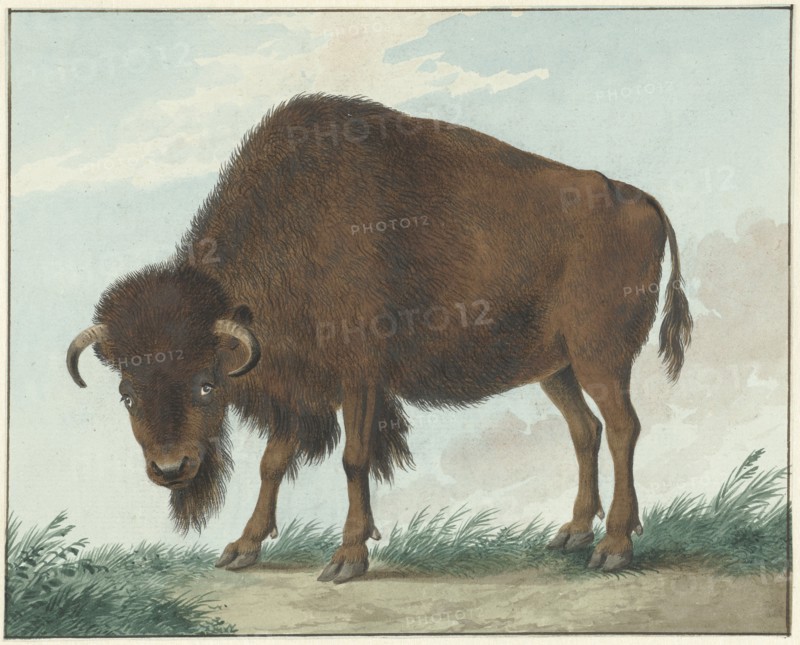 Bison, 1808. Creator: Izaak van Haastert.