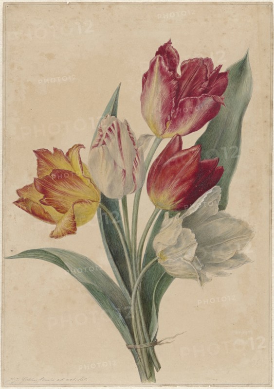 Bouquet of Tulips, 1831-1900. Creator: Jan Jacob Goteling Vinnis.